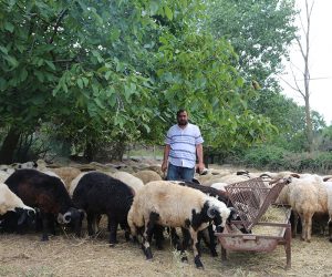 Kartal Adak Kurban Satış Yeri