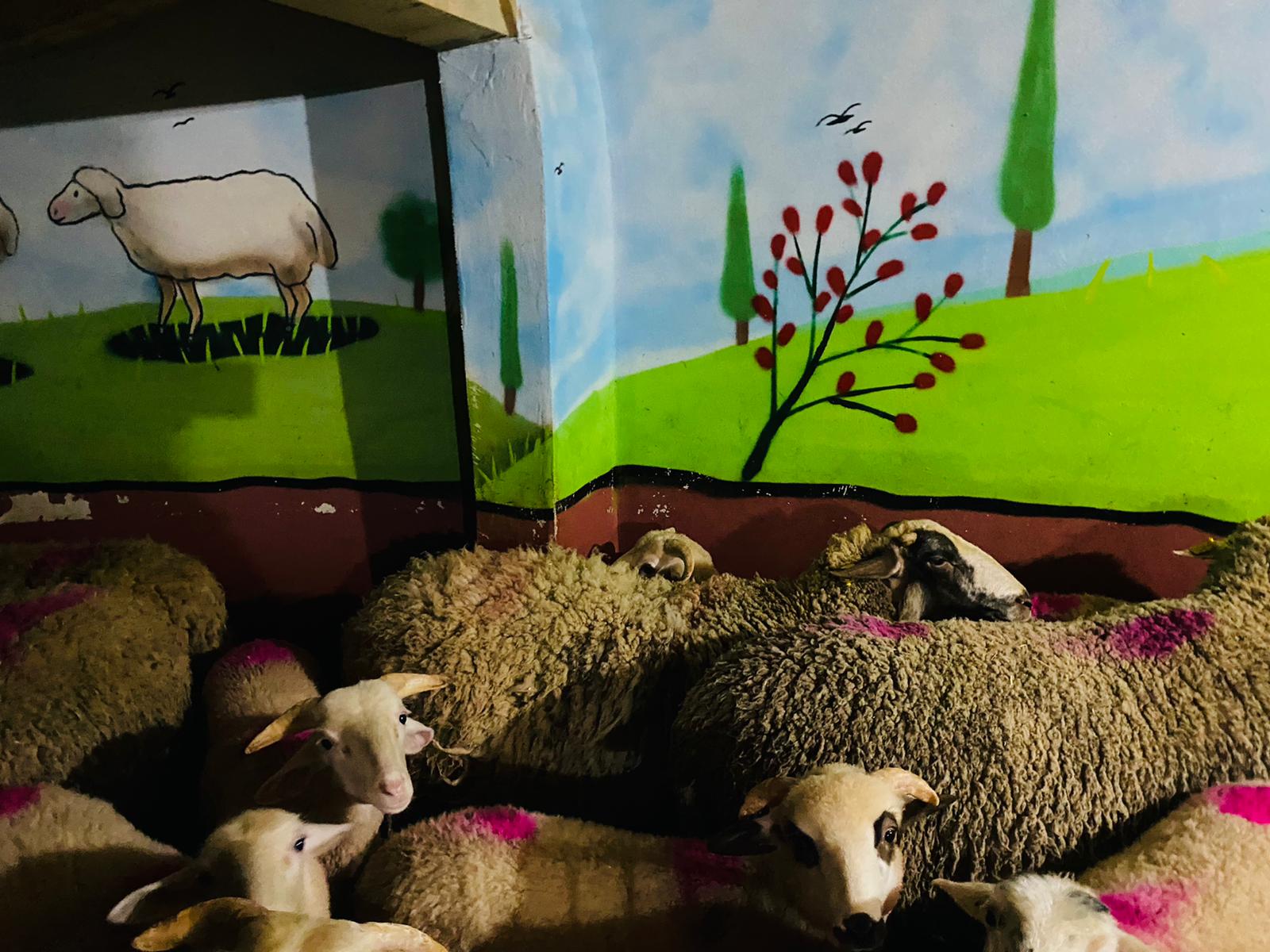 Soğanlık Adaklık Kurban Satış Yeri