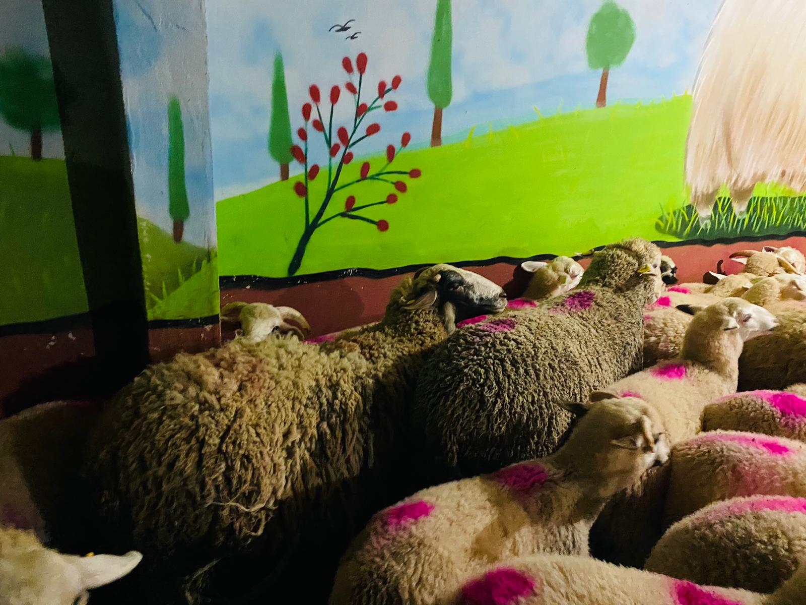 Rahmanlar Adaklık Kurban Satış Yeri