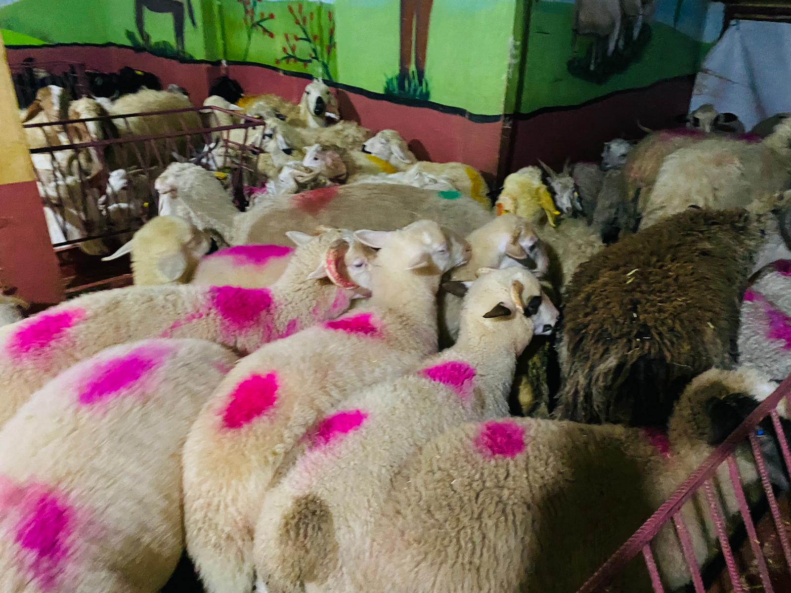 Küçükyalı Adaklık Kurban Satış Yeri