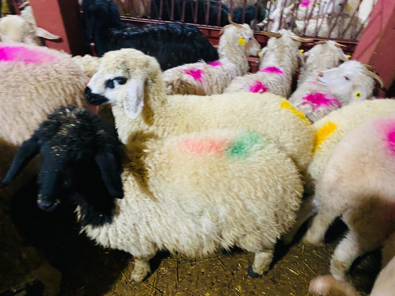 Caddebostan Adaklık Kurban Satış Yeri