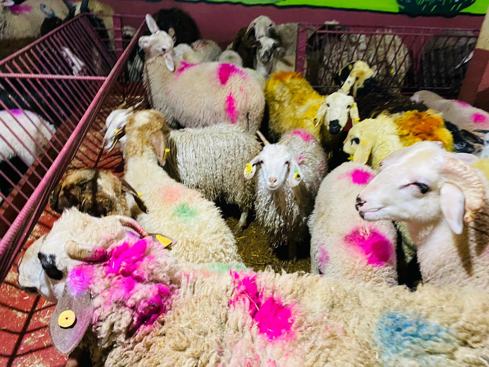 Rahmanlar Adaklık Kurban Satış Yeri