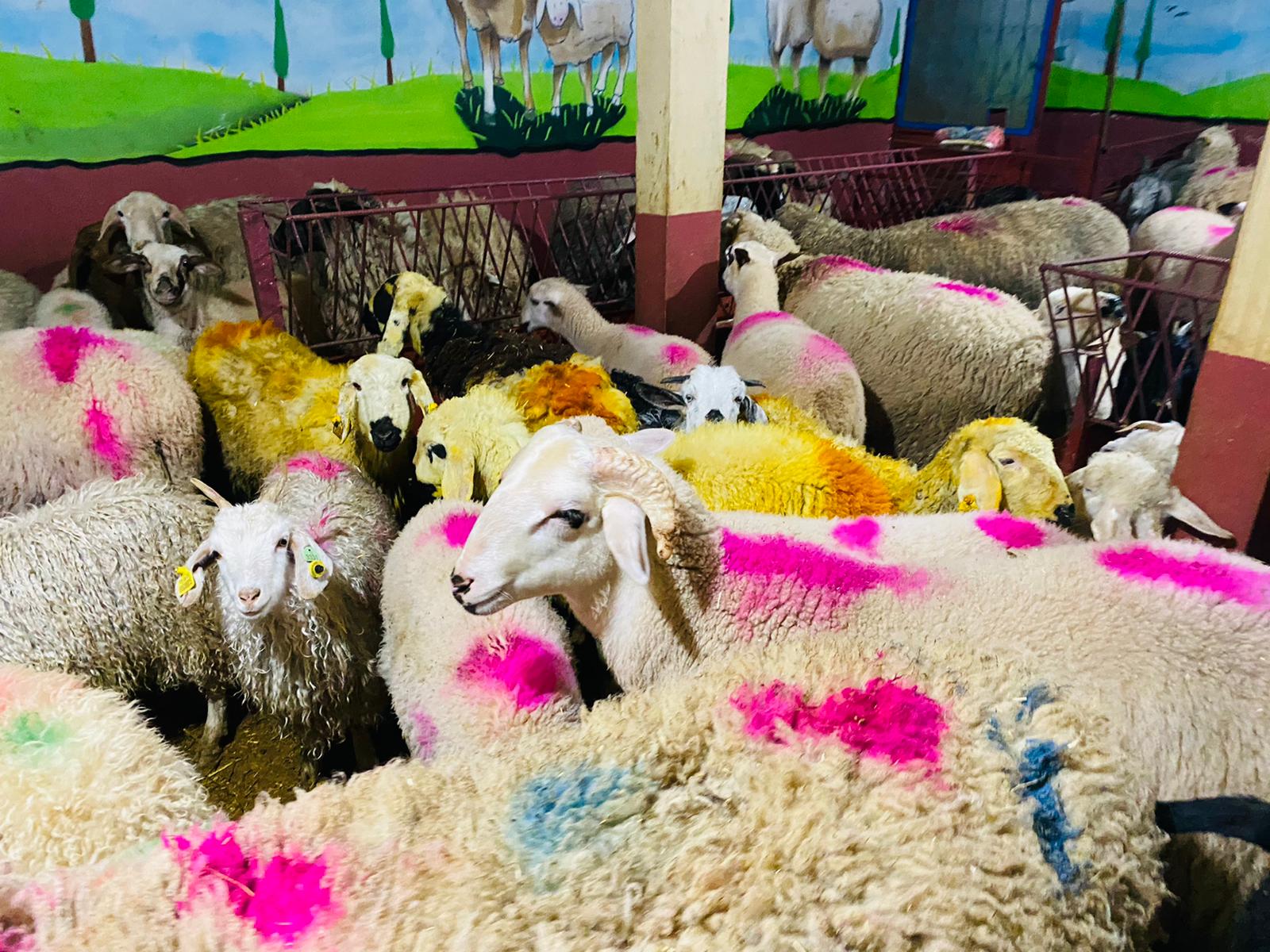 Ferhatpaşa Adaklık Kurban Satış Yeri