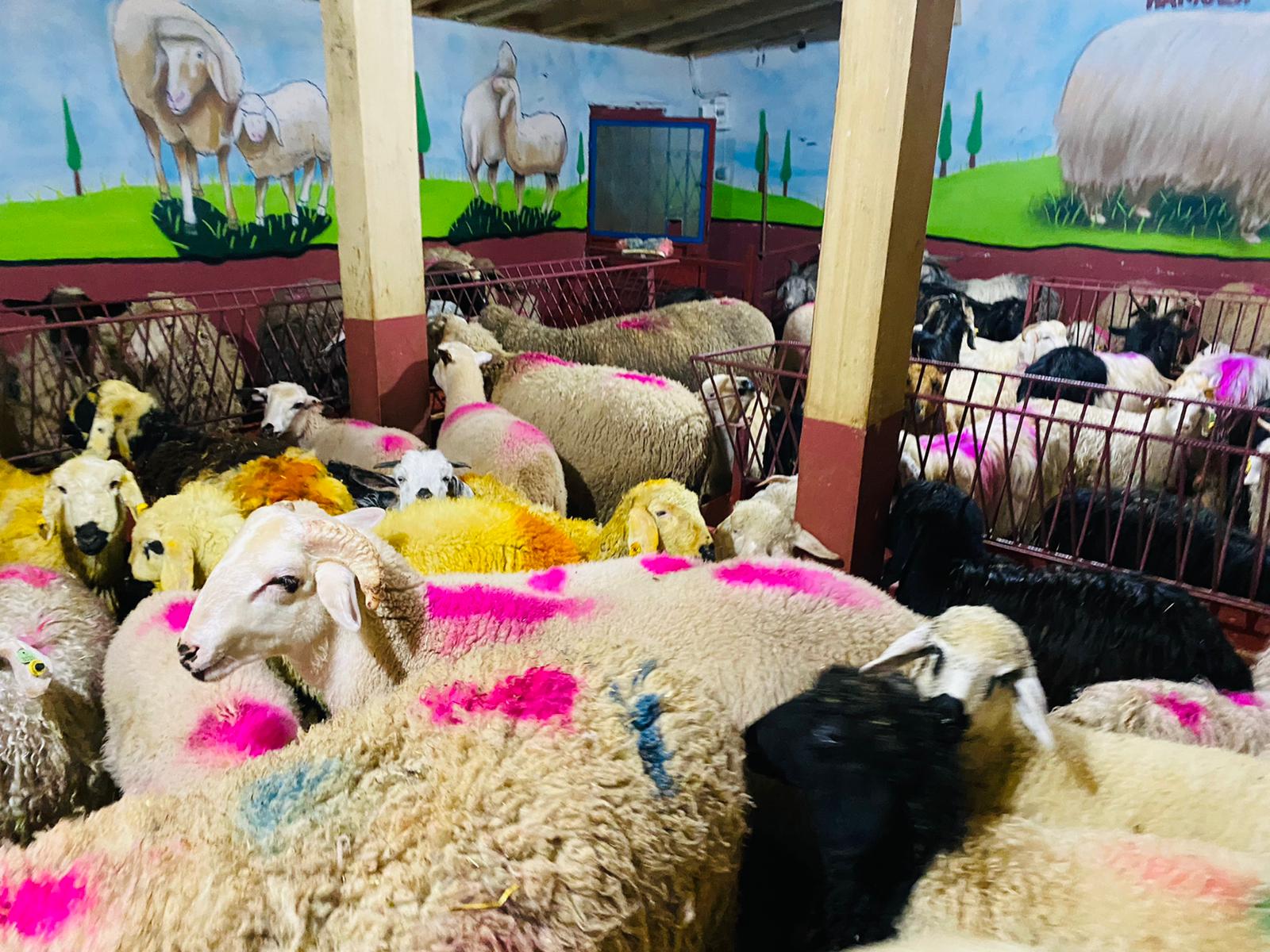 Soğanlık Adaklık Kurban Satış Yeri