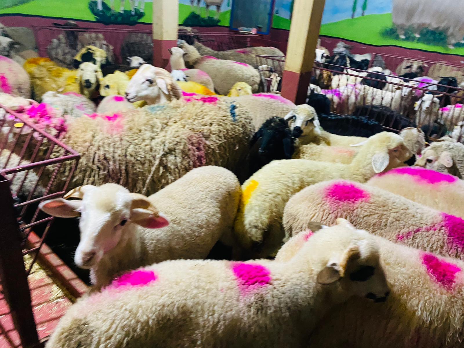 Caddebostan Adaklık Kurban Satış Yeri