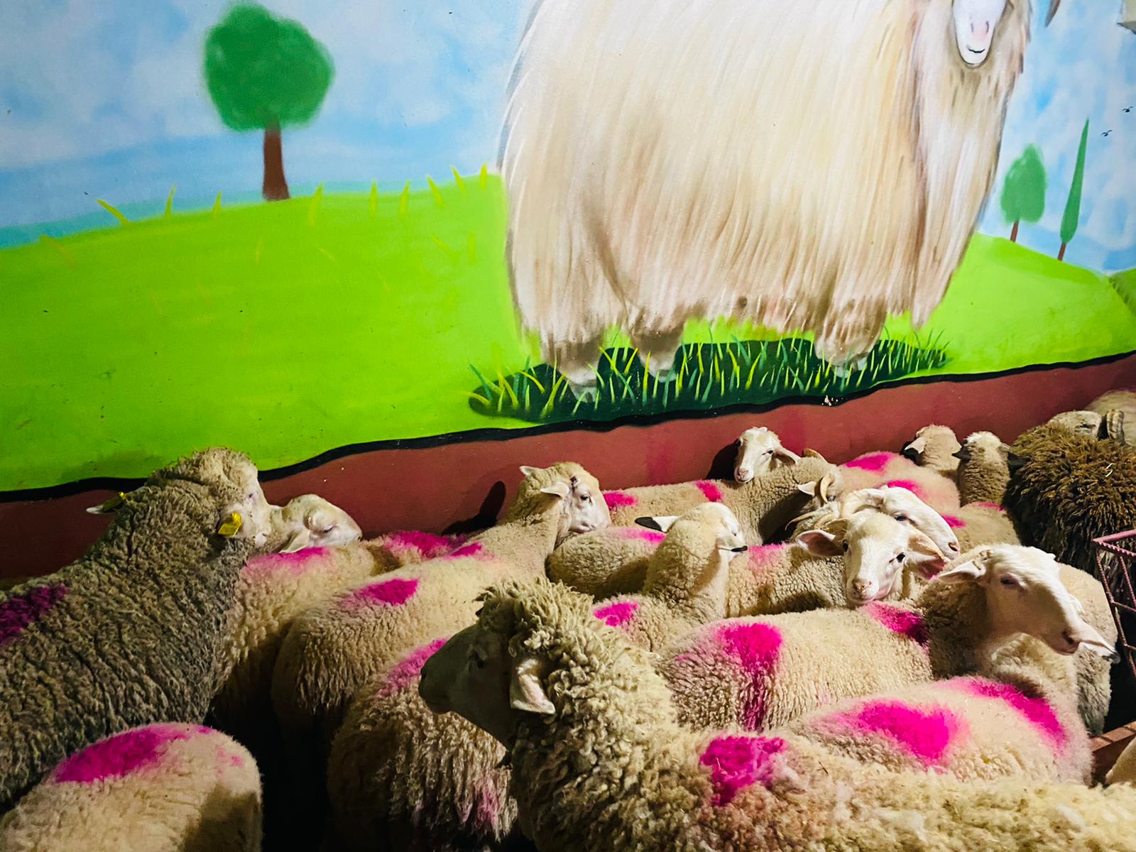 Ferhatpaşa Adaklık Kurban Satış Yeri