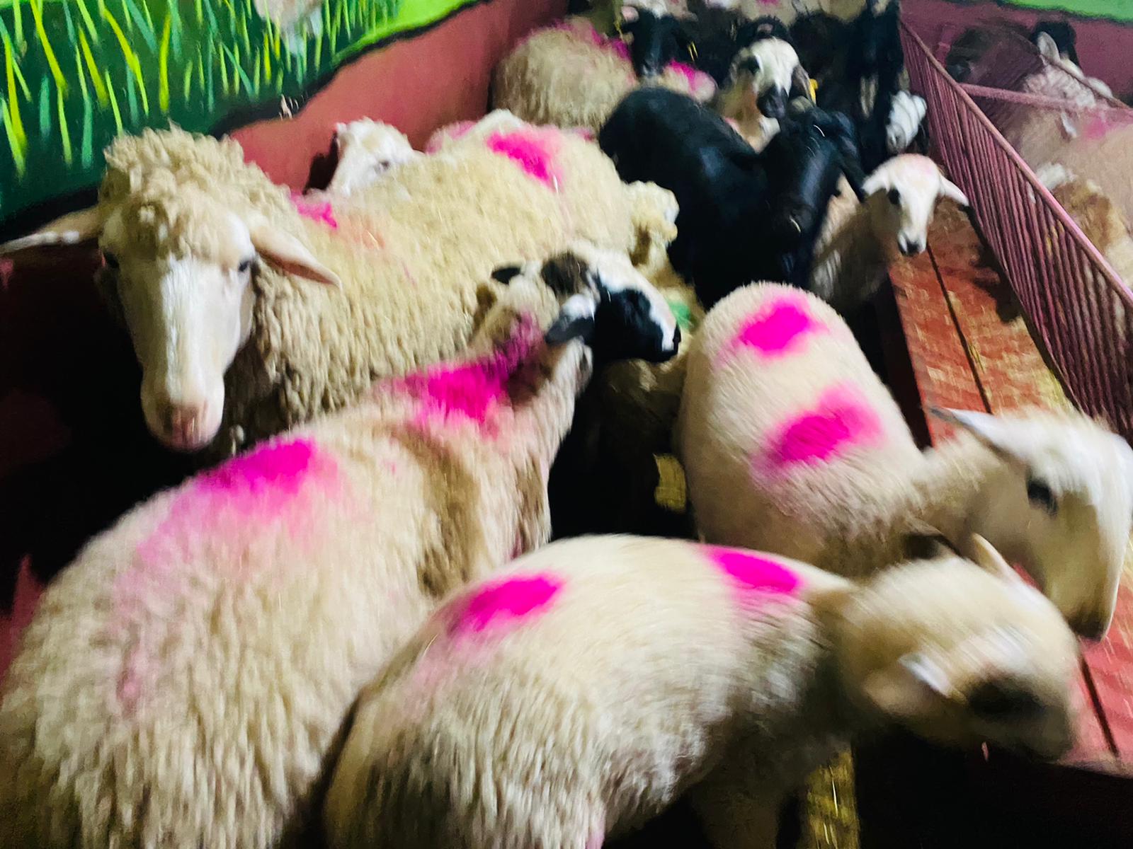 Rahmanlar Adaklık Kurban Satış Yeri