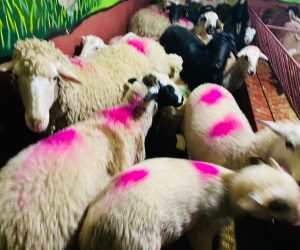 İçerenköy Adaklık Kurban Satış Yeri