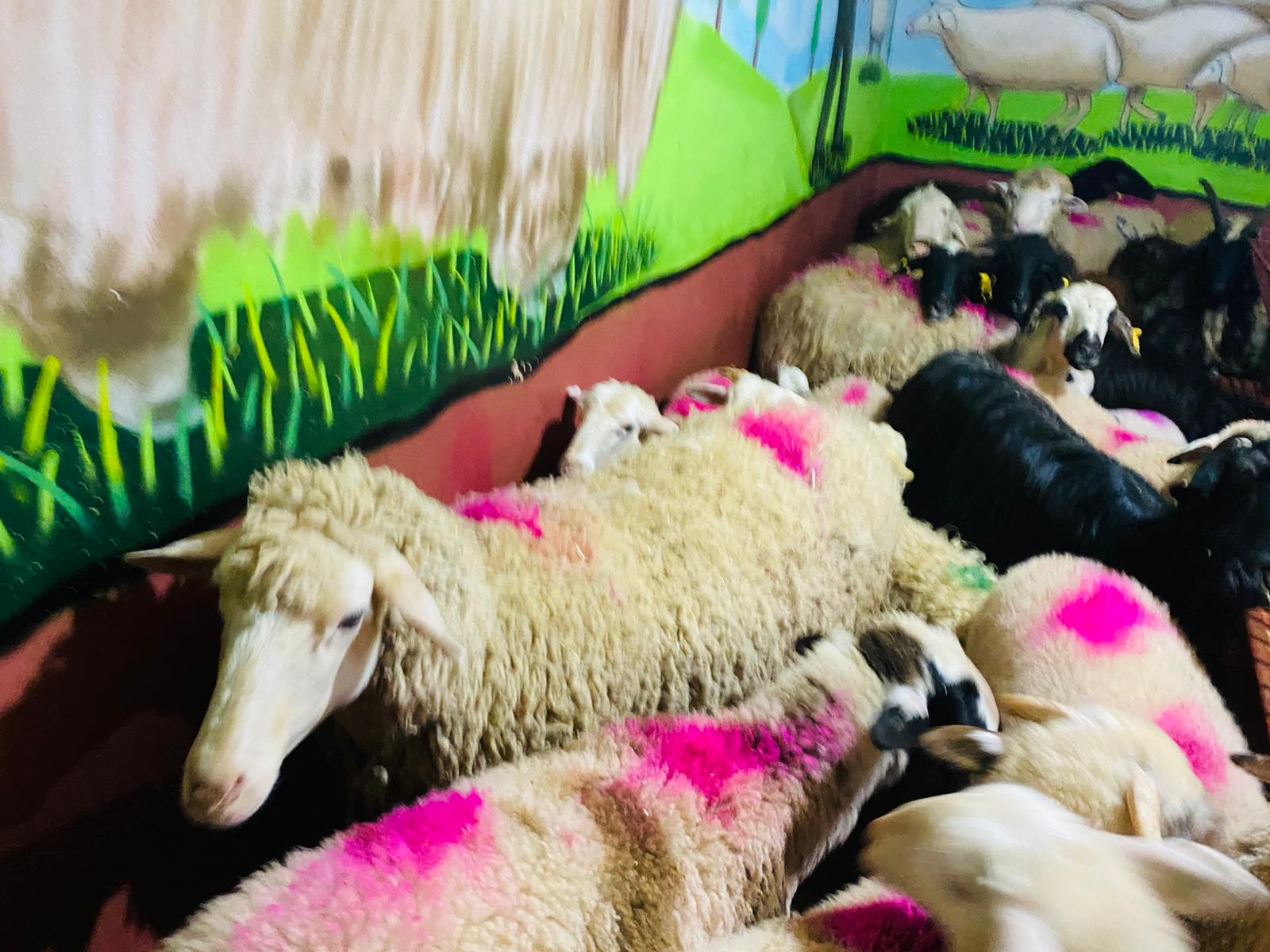 Dudullu Adaklık Kurban Satış Yeri