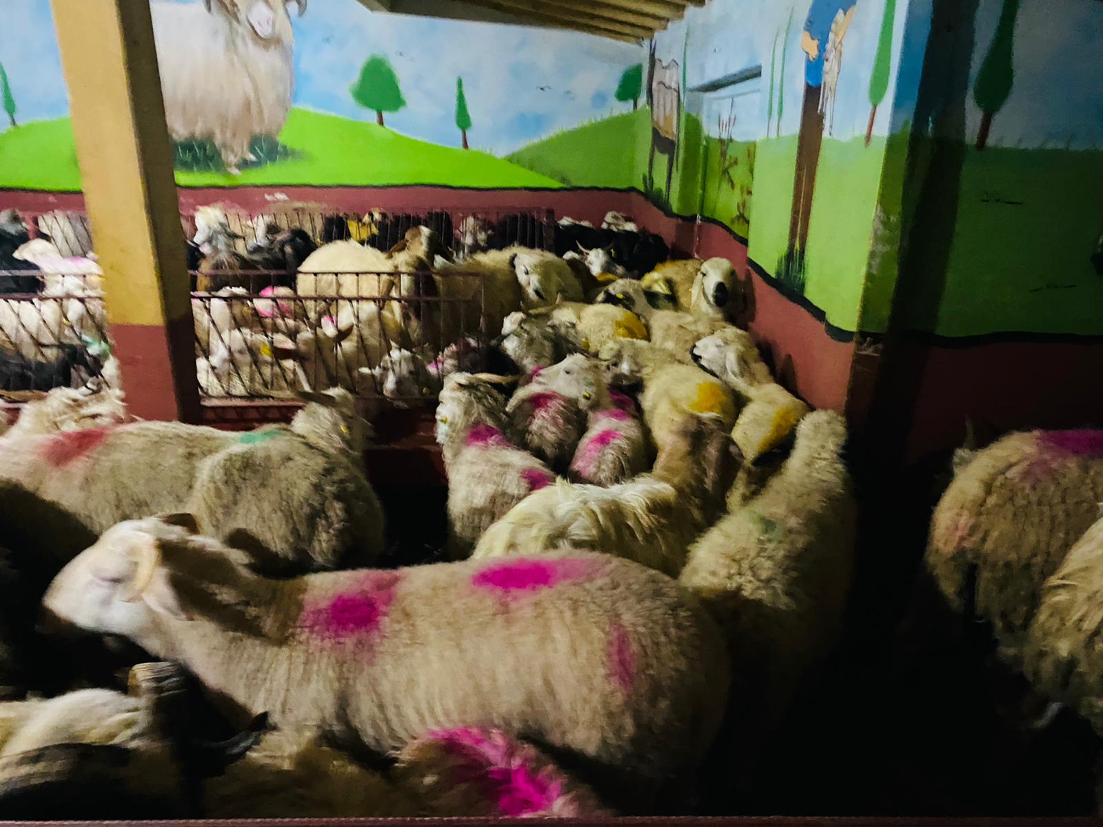 Cevizli Adaklık Kurban Satış Yeri