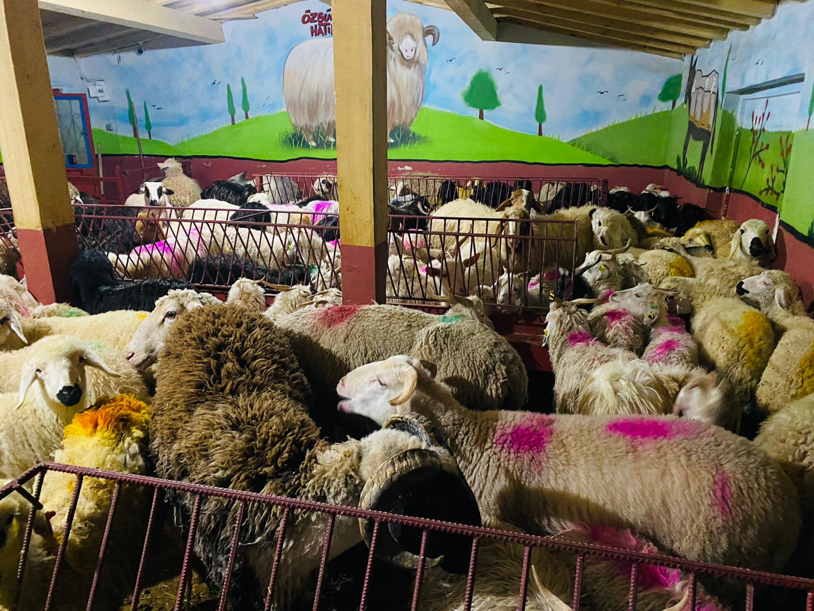 Soğanlık Adaklık Kurban Satış Yeri