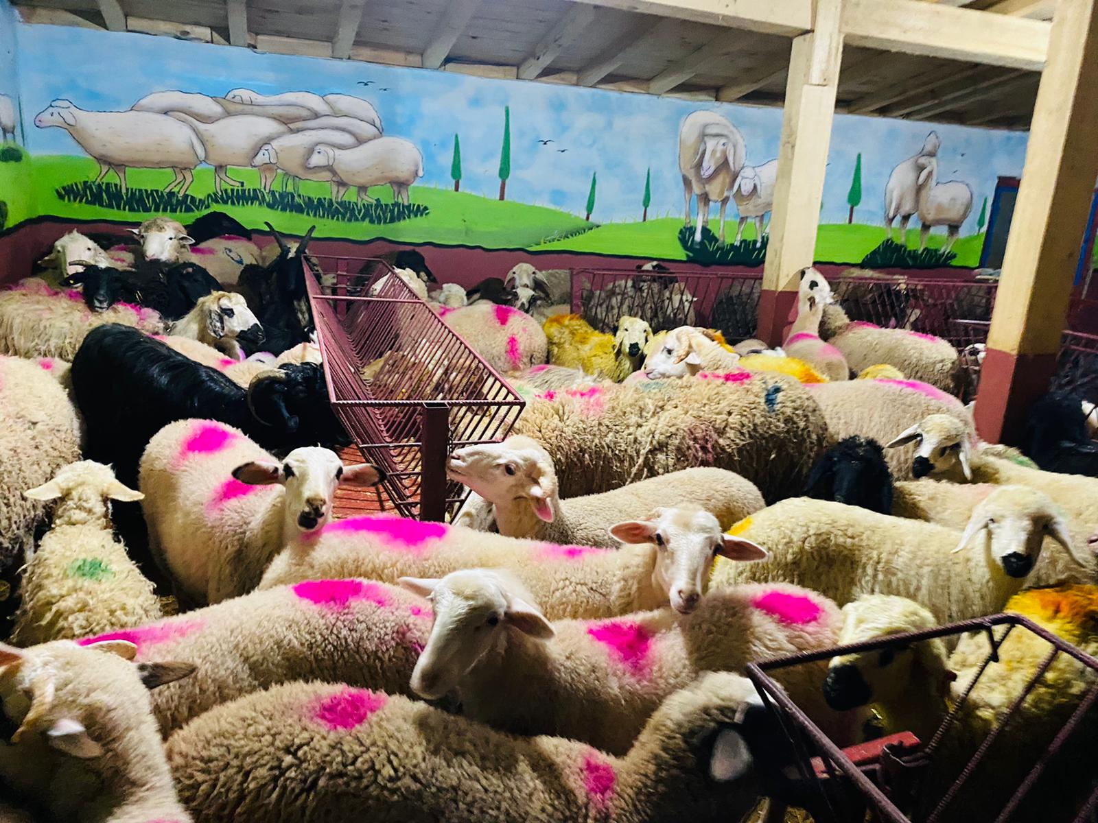 Rahmanlar Adaklık Kurban Satış Yeri