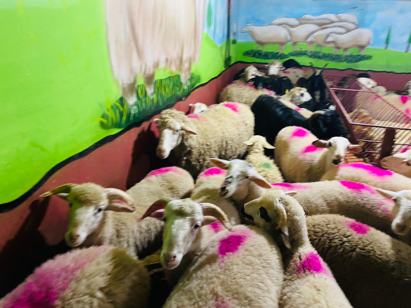 Ferhatpaşa Adaklık Kurban Satış Yeri