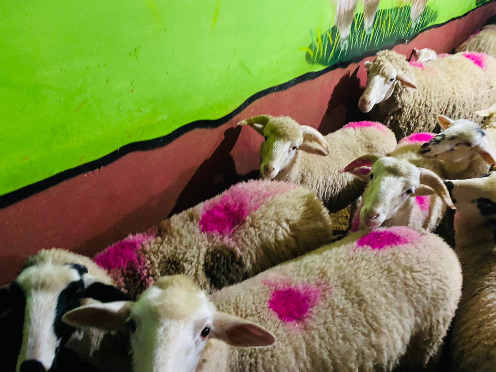 Soğanlık Adaklık Kurban Satış Yeri