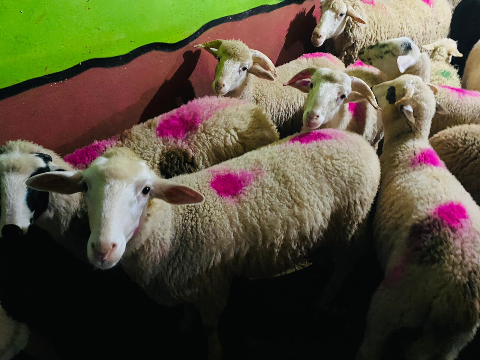 Ferhatpaşa Adaklık Kurban Satış Yeri