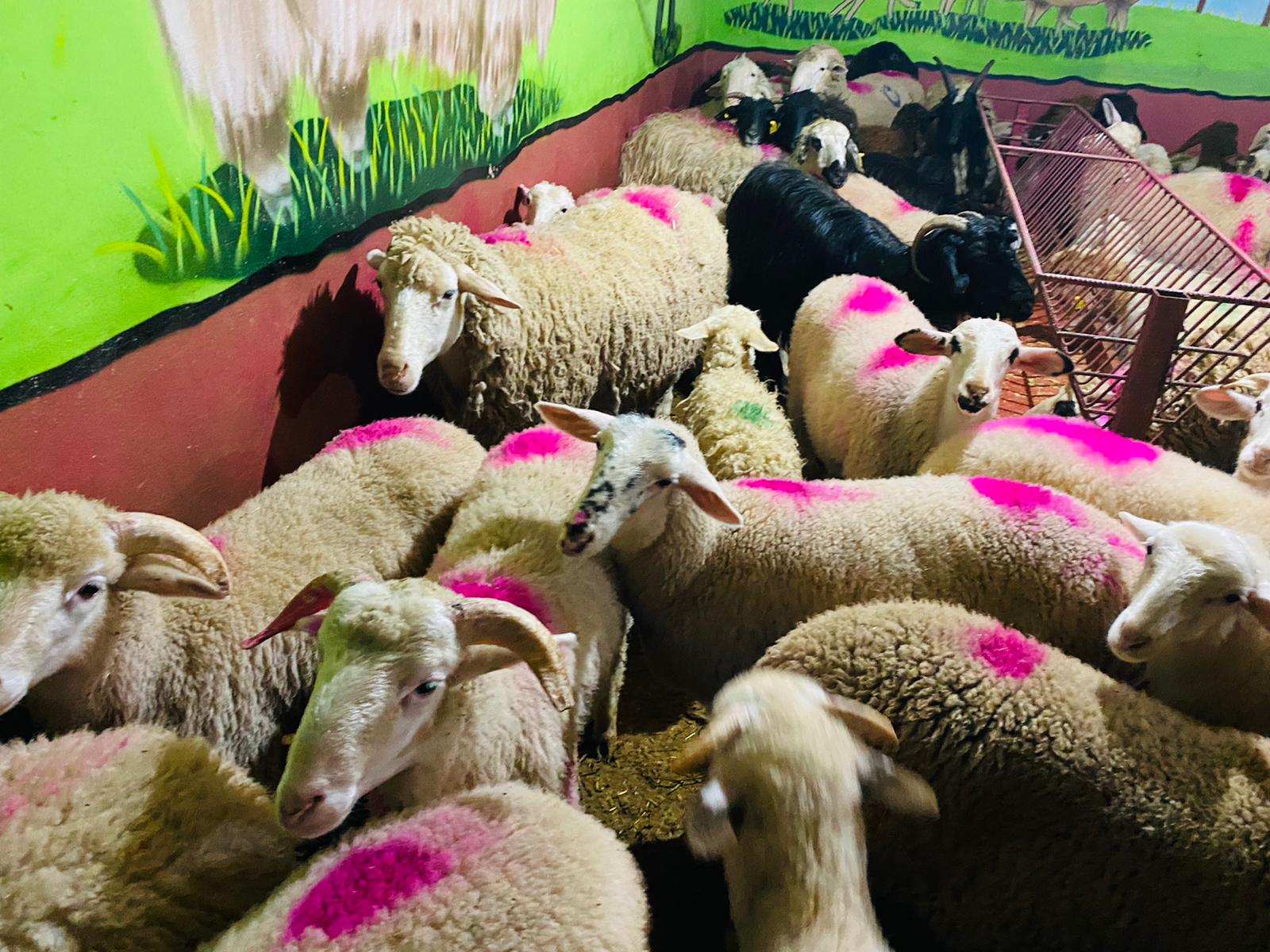 Ferhatpaşa Adaklık Kurban Satış Yeri