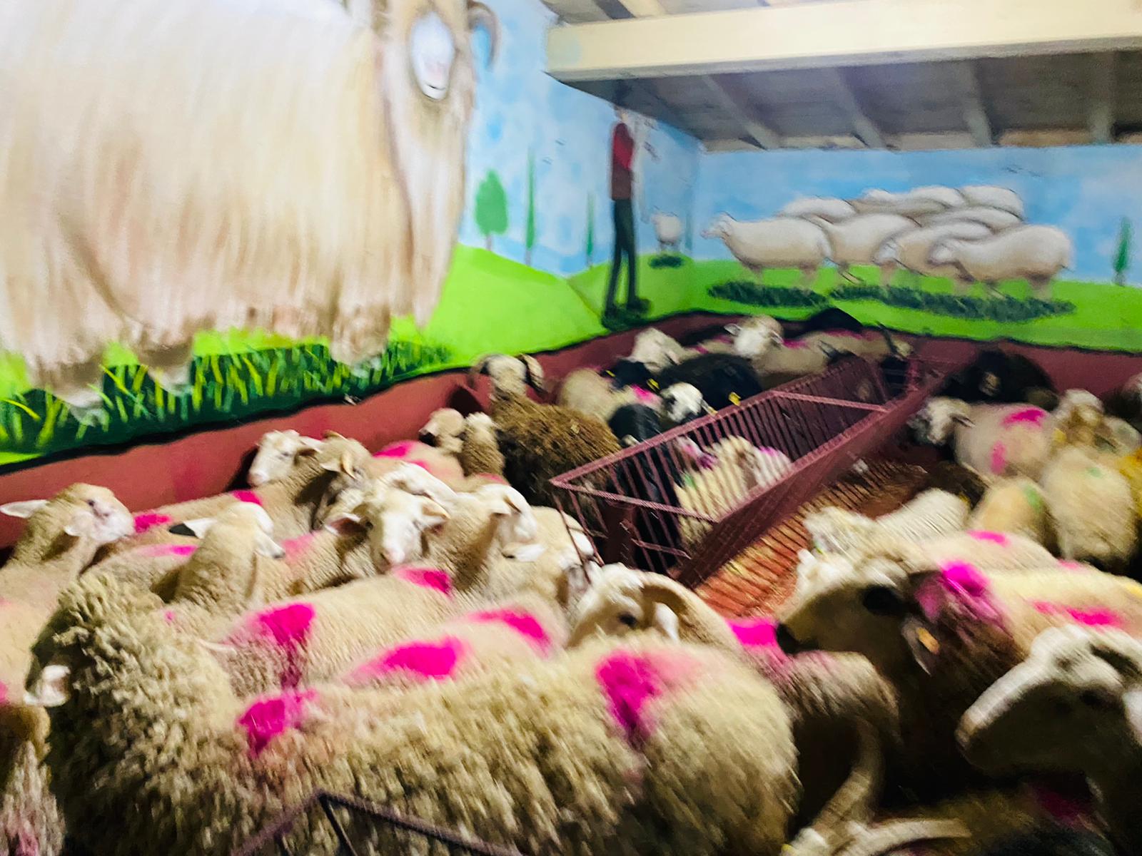 Rahmanlar Adaklık Kurban Satış Yeri