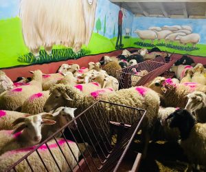 Küçükyalı Adaklık Kurban Satış Yeri