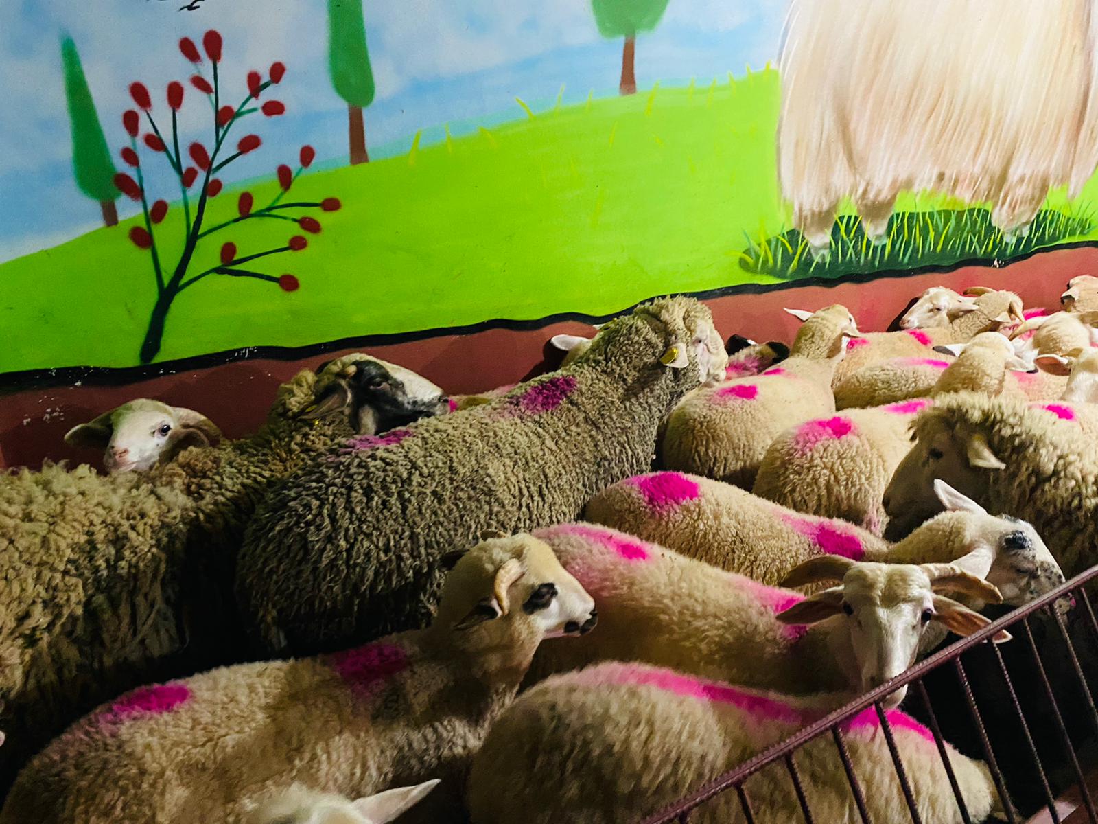 Soğanlık Adaklık Kurban Satış Yeri