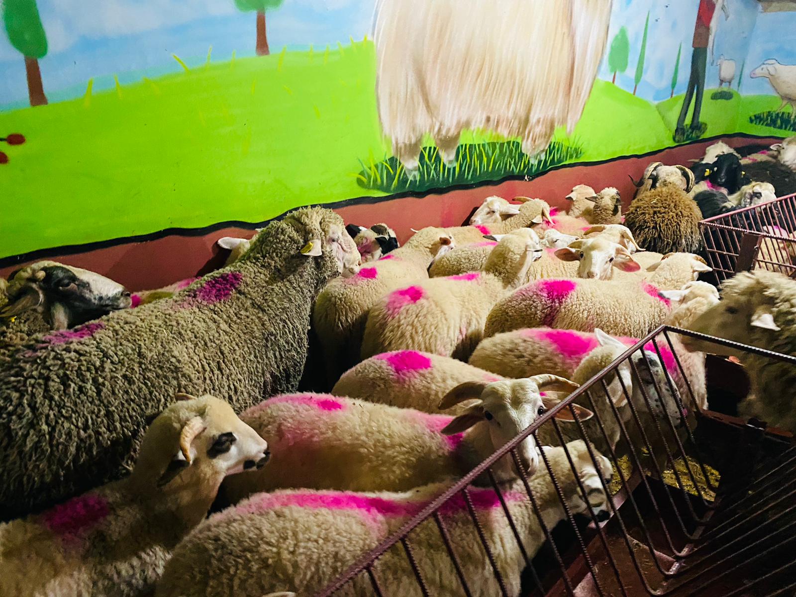 Ferhatpaşa Adaklık Kurban Satış Yeri